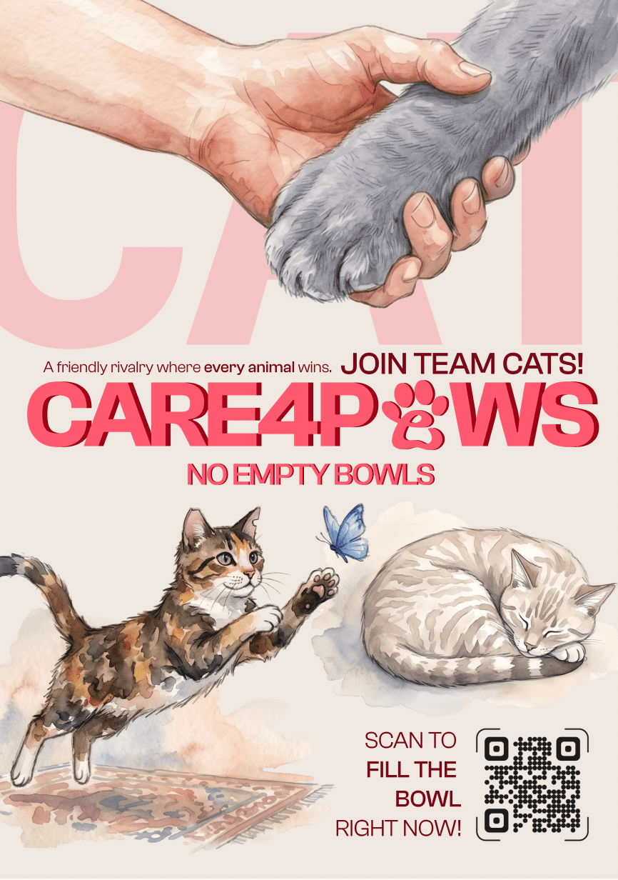 Care4Paws Team Cats campaign poster